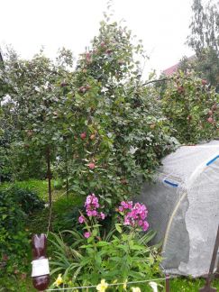 ������ ��������� ������� � ��� �������� �� 50 �� �� ���� (���� �20)